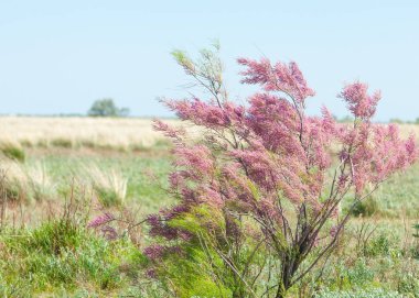 Son bahar kar dokusuna güneşli bir bahar brooks suda eritin. nehir dere dere. Bahar Nehri üzerinde buz erime. 