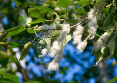 Kavak kabartmak. Kavak kabartmak değil sorumlu alerji, kavak kabartmak ile yaz başlar. Sihirli kavak kabartmak. Gizemli kavak kabartmak