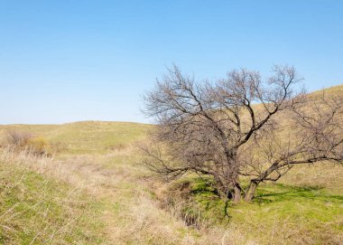  Pembe ağaçlar çiçek. Kayısı bahar çiçekleri. Arka plan sanat, pembe çiçekleri, duvar kağıdı ile şube. Kayısı ağacı çiçek.