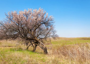  Pembe ağaçlar çiçek. Kayısı bahar çiçekleri. Arka plan sanat, pembe çiçekleri, duvar kağıdı ile şube. Kayısı ağacı çiçek.