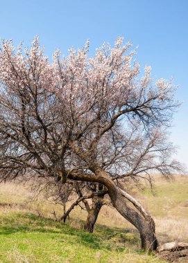  Pembe ağaçlar çiçek. Kayısı bahar çiçekleri. Arka plan sanat, pembe çiçekleri, duvar kağıdı ile şube. Kayısı ağacı çiçek.