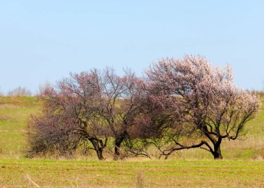  Pembe ağaçlar çiçek. Kayısı bahar çiçekleri. Arka plan sanat, pembe çiçekleri, duvar kağıdı ile şube. Kayısı ağacı çiçek.