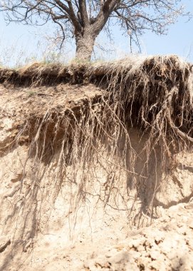  Pembe ağaçlar çiçek. Kayısı bahar çiçekleri. Arka plan sanat, pembe çiçekleri, duvar kağıdı ile şube. Kayısı ağacı çiçek.