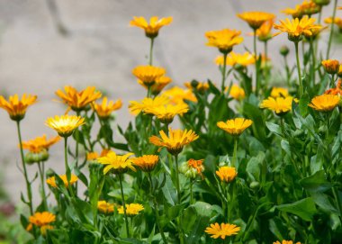 Calendula veya kadife çiçeği (Calendula),-harika turuncu 