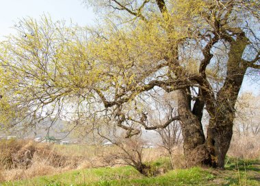 Son bahar kar dokusuna güneşli bir bahar brooks suda eritin. nehir dere dere. Bahar Nehri üzerinde buz erime. 