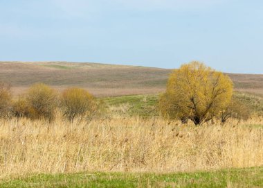 Son bahar kar dokusuna güneşli bir bahar brooks suda eritin. nehir dere dere. Bahar Nehri üzerinde buz erime. 