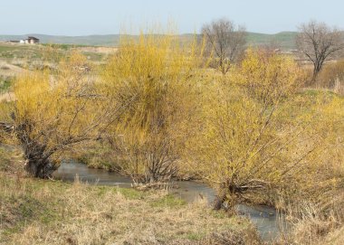 Son bahar kar dokusuna güneşli bir bahar brooks suda eritin. nehir dere dere. Bahar Nehri üzerinde buz erime. 