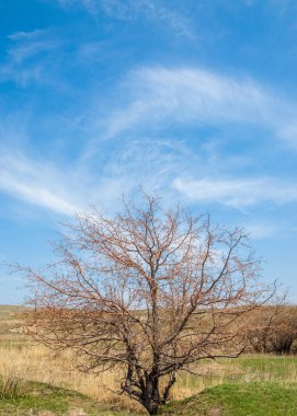 Son bahar kar dokusuna güneşli bir bahar brooks suda eritin. nehir dere dere. Bahar Nehri üzerinde buz erime. 