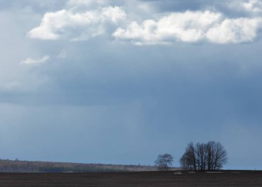 Willow arılar tarafından tozlaşma