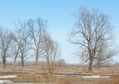 Bahar son kar. Ağaçlar