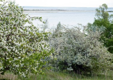 Bahar elma çiçeği Nehri günbatımı. Sunset Bulvarında bir çayır çiçek açan ağaçlar bahar manzara ile. 