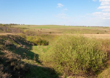 Dağ geçidi ağaç bahar. Toprak erozyonu bahar sezonu. Bahar güneşli bir dağ geçidi boyunca ağaçlar
