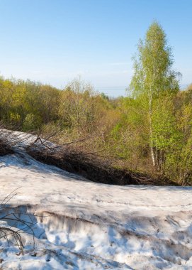 Son kar, yeşil ağaçlar. Bir orman hillside bahar yeşil kar son parça. Yeşil bahar kayın ormanı tepe üzerinde son karda. Nisan hava.