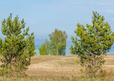 Bahar, büyük bir nehir, renkli ağaçlar. Nehir kenarında yumuşak sabah şafak ışığı içinde filizlenen büyük ağaç. Sakin nehir düşük dağlara akan