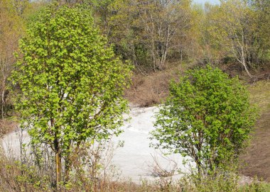 Son kar, yeşil ağaçlar. Bir orman hillside bahar yeşil kar son parça. Yeşil bahar kayın ormanı tepe üzerinde son karda. Nisan hava.