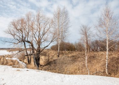 Bahar Orman, solmuş çimen, son kar, sıcak bahar günü, masaüstü duvar kağıtları. Bu fotoğraf iyi tasarım çözümü. 