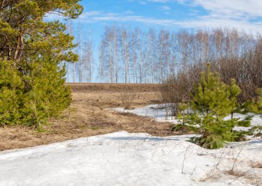 Alanını bahar. son kar. çam ağacı. Bahar, springtide, birinci sınıf