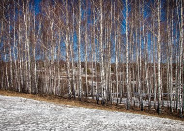 Orman erken ilkbaharda huş ağacı. Erken Bahar orman. ilk sıcak gün