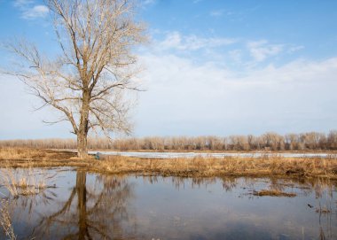 Bahar River, buz Nehri üzerinde. çıplak ağaçlar ve mavi gökyüzünde güzel bulutlar güzel bahar manzara nehir buz ile erimiş