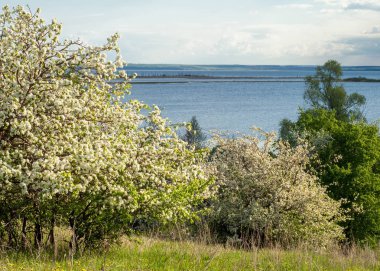 Bahar elma çiçeği Nehri günbatımı. Sunset Bulvarında bir çayır çiçek açan ağaçlar bahar manzara ile. 
