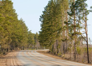 Ladin ormanı ülkede yol erken Bahar