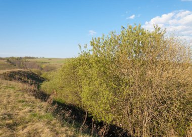 Dağ geçidi ağaç bahar. Toprak erozyonu bahar sezonu. Bahar güneşli bir dağ geçidi boyunca ağaçlar