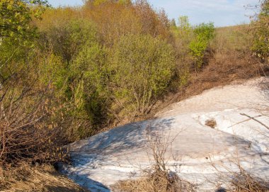 Son kar, yeşil ağaçlar. Bir orman hillside bahar yeşil kar son parça. Yeşil bahar kayın ormanı tepe üzerinde son karda. Nisan hava.