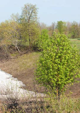 Son kar, yeşil ağaçlar. Bir orman hillside bahar yeşil kar son parça. Yeşil bahar kayın ormanı tepe üzerinde son karda. Nisan hava.