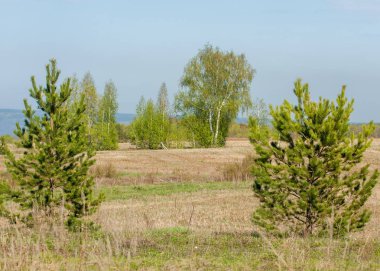 Bahar, büyük bir nehir, renkli ağaçlar. Nehir kenarında yumuşak sabah şafak ışığı içinde filizlenen büyük ağaç. Sakin nehir düşük dağlara akan