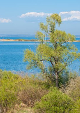 Bahar, büyük bir nehir, renkli ağaçlar. Nehir kenarında yumuşak sabah şafak ışığı içinde filizlenen büyük ağaç. Sakin nehir düşük dağlara akan