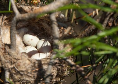 Kuş yumurtaları bir yuvaya. 