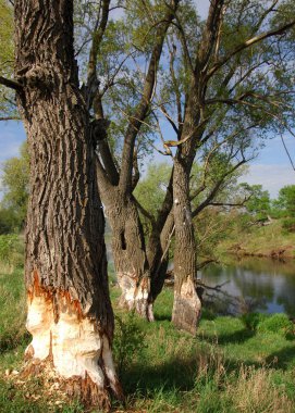 Bahar Nehri,, ağaç bahar güneş büyür..