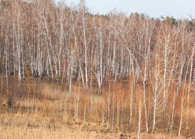 Bahar Orman, solmuş çimen, son kar, sıcak bahar günü, masaüstü duvar kağıtları. Bu fotoğraf iyi tasarım çözümü