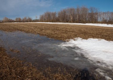 Bahar Orman, solmuş çimen, son kar, sıcak bahar günü, masaüstü duvar kağıtları. Bu fotoğraf iyi tasarım çözümü. 