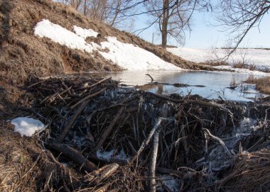 Bahar Orman, solmuş çimen, son kar, sıcak bahar günü, masaüstü duvar kağıtları. Bu fotoğraf iyi tasarım çözümü. Kunduzlar bir baraj inşa