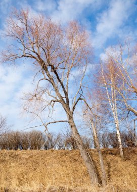 Bahar Orman, solmuş çimen, son kar, sıcak bahar günü, masaüstü duvar kağıtları. Bu fotoğraf iyi tasarım çözümü. 
