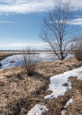 Bahar Orman, solmuş çimen, son kar, sıcak bahar günü, masaüstü duvar kağıtları. Bu fotoğraf iyi tasarım çözümü. 