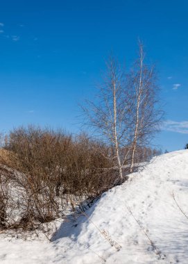 Bahar Orman, solmuş çimen, son kar, sıcak bahar günü, masaüstü duvar kağıtları. Bu fotoğraf iyi tasarım çözümü. 