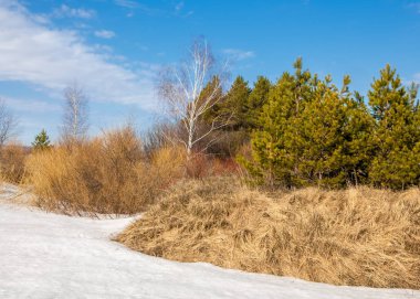 Bahar Orman, solmuş çimen, son kar, sıcak bahar günü, masaüstü duvar kağıtları. Bu fotoğraf iyi tasarım çözümü. 