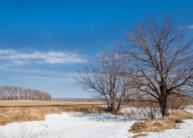 Bahar Orman, solmuş çimen, son kar, sıcak bahar günü, masaüstü duvar kağıtları. Bu fotoğraf iyi tasarım çözümü. 