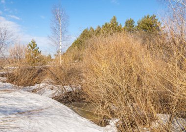 Bahar Orman, solmuş çimen, son kar, sıcak bahar günü, masaüstü duvar kağıtları. Bu fotoğraf iyi tasarım çözümü. 