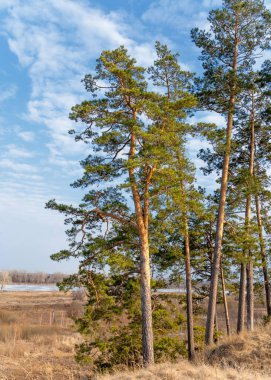 Bahar çam ormanı. bahar mevsimi. Bahar, Bahar, springtide, birinci sınıf. sezon sonra kış ve yaz önce hangi bitki örtüsü gelmeye başladı, 