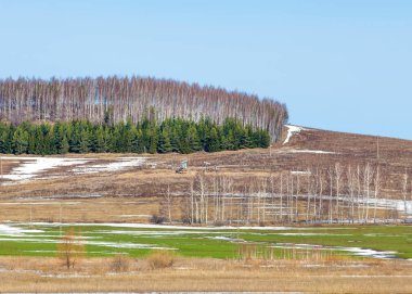 Bahar toprak işleme, huş oi sallanan solmuş çimen yaprakları, olmadan