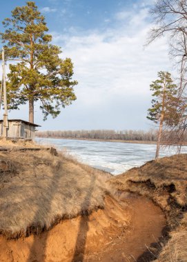 Bahar çam ormanı. Nehir buz. bahar mevsimi. Bahar,