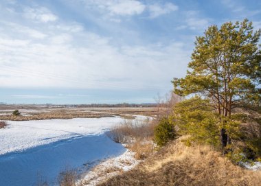 Alanını bahar. son kar. çam ağacı. Bahar, springtide, birinci sınıf