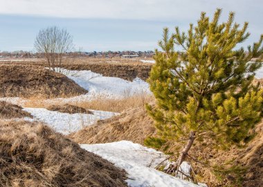 Alanını bahar. son kar. çam ağacı. Bahar, springtid