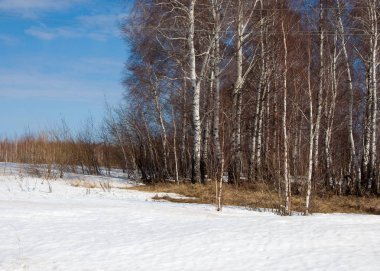 Orman erken ilkbaharda huş ağacı. Erken Bahar orman. ilk sıcak gün