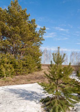 Alanını bahar. son kar. çam ağacı. Bahar, springtide, birinci sınıf