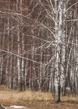 Orman erken ilkbaharda huş ağacı. Erken Bahar orman. ilk sıcak gün