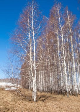 Orman erken ilkbaharda huş ağacı. Erken Bahar orman. ilk sıcak gün
